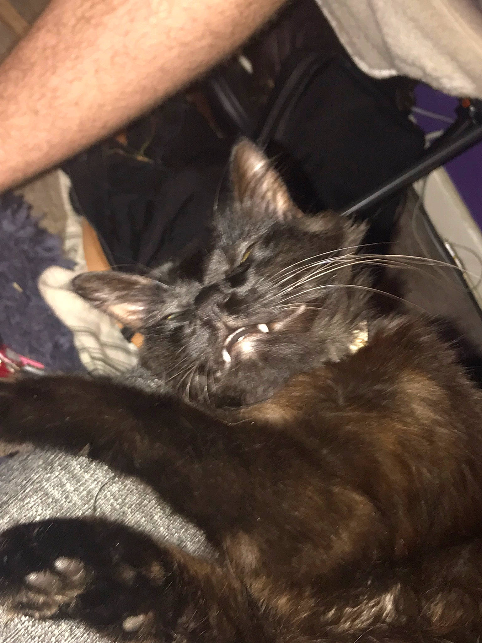 Berlioz joined the competition — help win amazing prizes! carnivore, cat, claw, comfort, domestic_short_haired_cat, ear, elbow, felidae, fur, gesture, human_leg, mammal, nail, paw, small_to_medium_sized_cats, snout, tail, vertebrate, whiskers, wrist