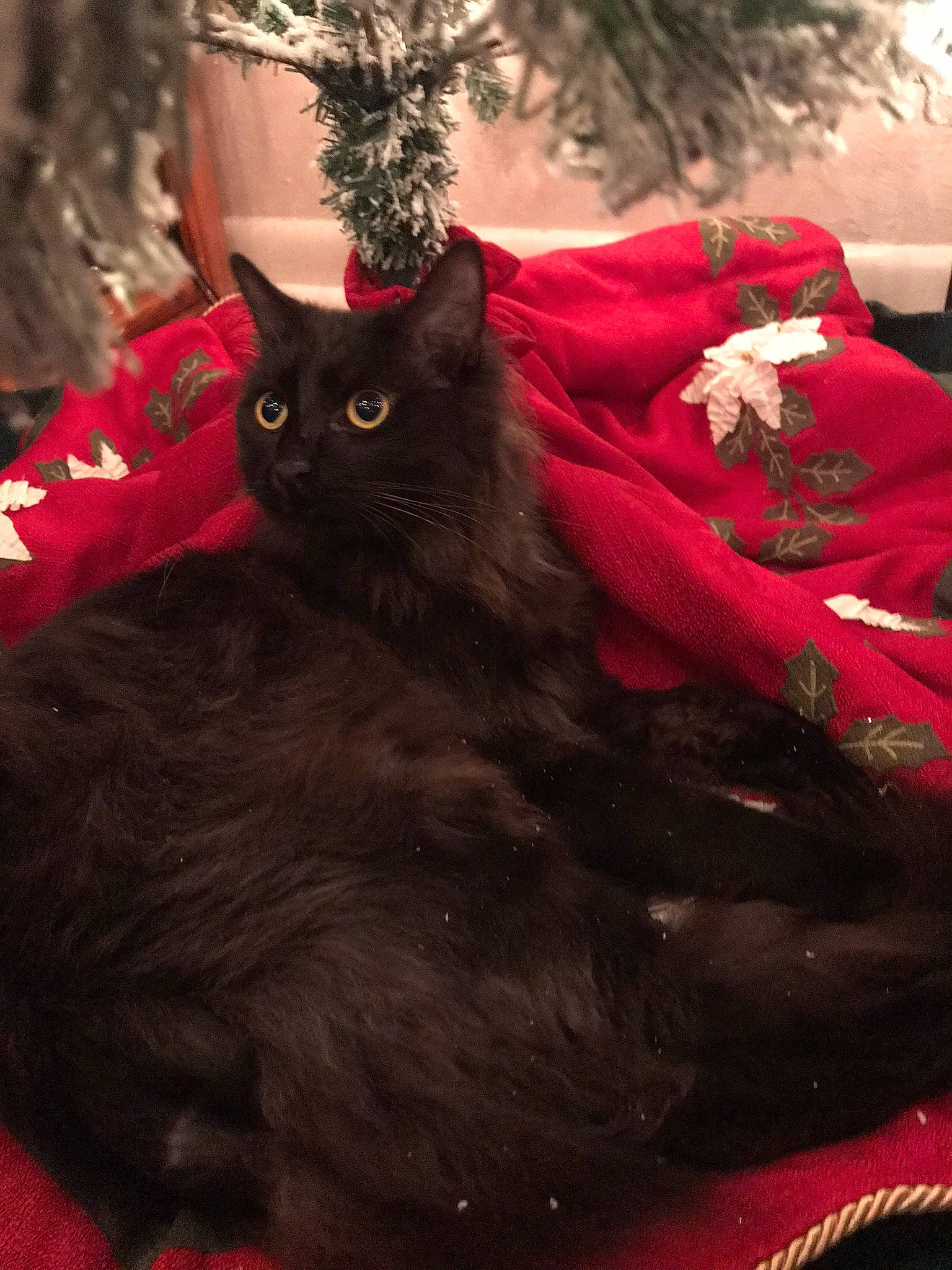 Berlioz is registered to the contest to win money with this photo: black_cat, carnivore, cat, christmas, christmas_decoration, christmas_ornament, christmas_tree, comfort, event, felidae, fur, holiday, magenta, plant, red, small_to_medium_sized_cats, tail, textile, tree, whiskers