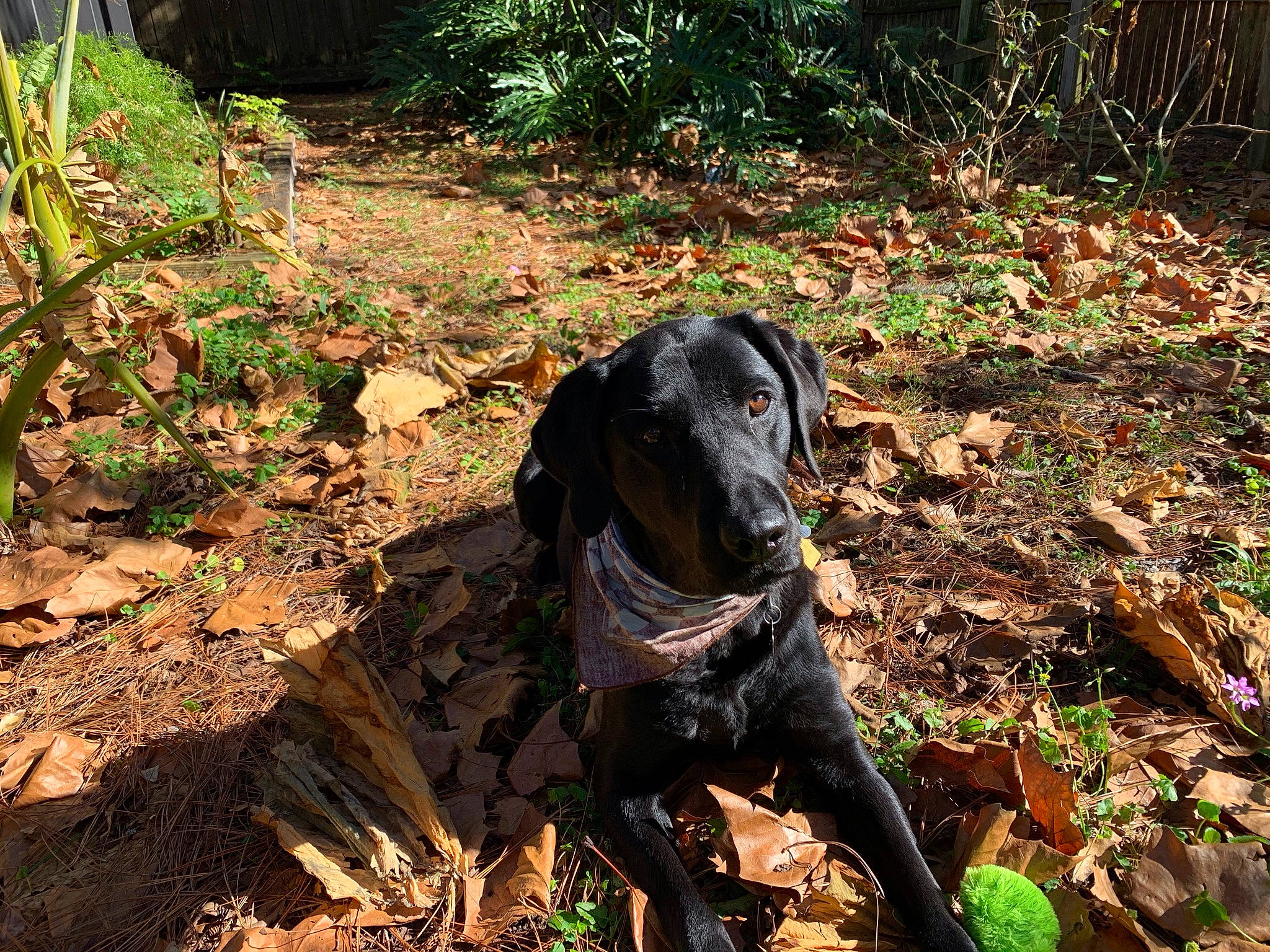 Troy is registered to the contest to win money with this photo: adventure, canidae, carnivore, dog, dog_breed, dog_collar, fawn, forest, grass, groundcover, guard_dog, gun_dog, hunting_dog, jungle, plant, soil, sporting_group, terrestrial_animal, woodland, working_animal