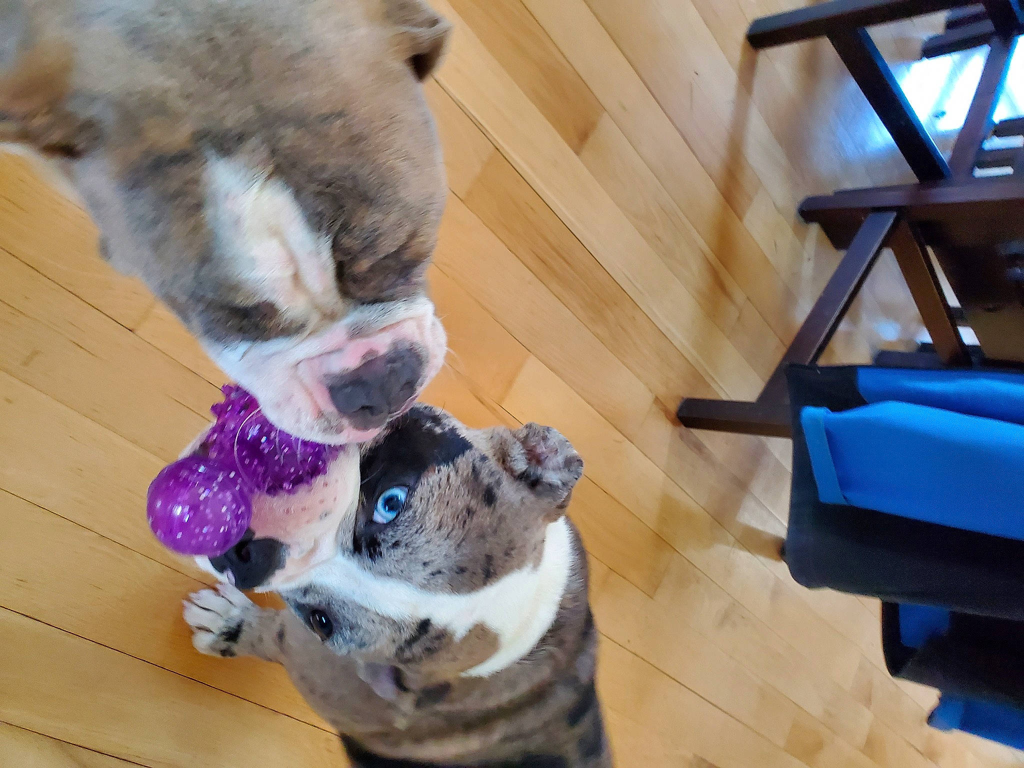 Pebbles joined the competition — help win amazing prizes! canidae, carnivore, collar, companion_dog, dog, dog_breed, fawn, felidae, flooring, fur, hardwood, paw, pet_supply, small_to_medium_sized_cats, snout, sporting_group, tail, whiskers, wood, working_animal