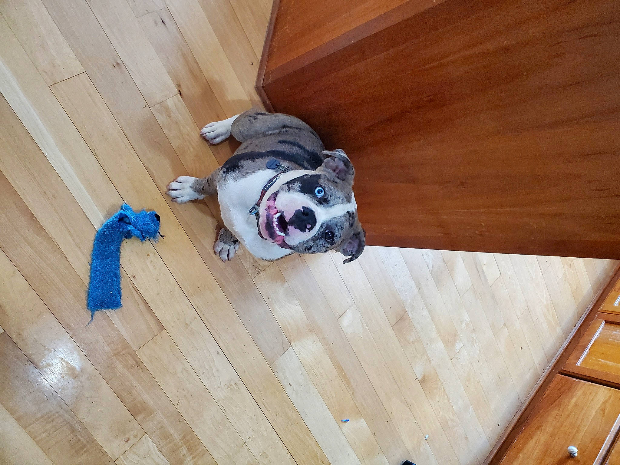 Pebbles joined the competition — help win amazing prizes! ball, carnivore, companion_dog, dog, dog_breed, dog_supply, floor, flooring, goggles, hardwood, laminate_flooring, pattern, personal_protective_equipment, plank, plywood, toy, varnish, wood, wood_flooring, wood_stain