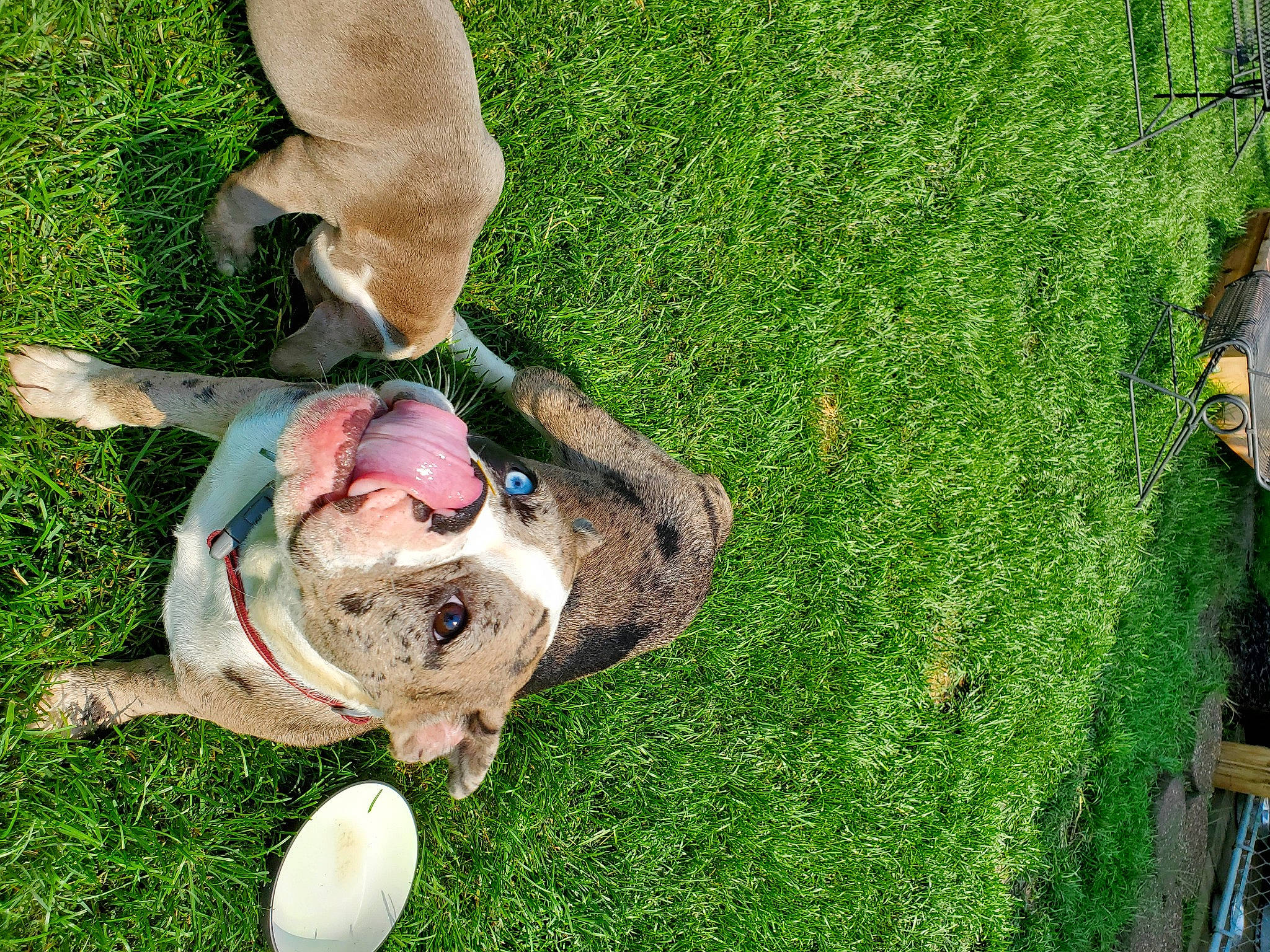 Pebbles is registered to the contest to win money with this photo: ball, canidae, carnivore, collar, companion_dog, dog, dog_breed, dog_collar, fawn, grass, grass_family, groundcover, lawn, leash, pet_supply, snout, sporting_group, tail, toy, working_animal