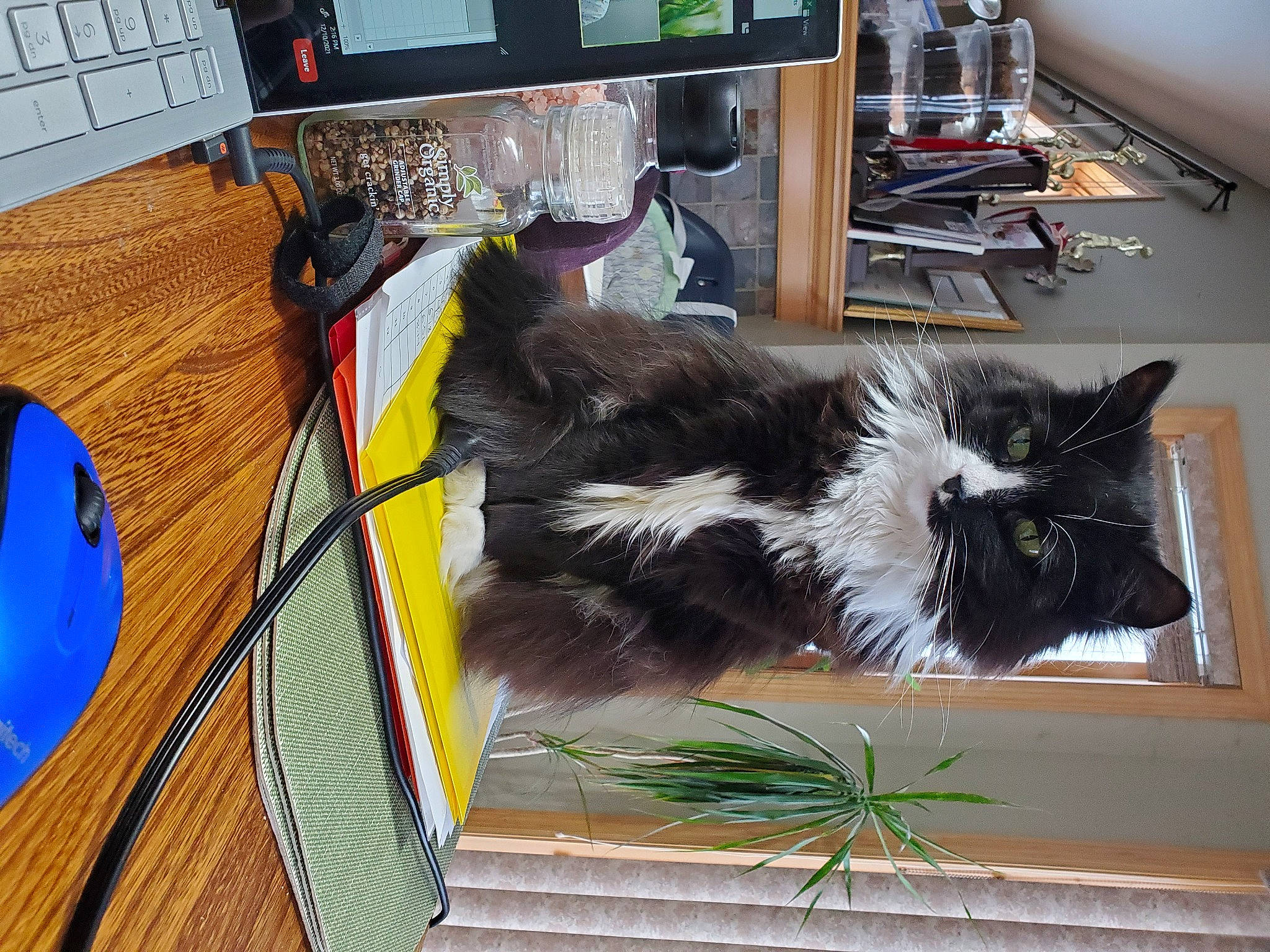 Paige joined the competition — help win amazing prizes! art, audio_equipment, carnivore, cat, computer_keyboard, desk, felidae, floor, flooring, fur, hardwood, input_device, peripheral, plant, room, small_to_medium_sized_cats, table, tail, whiskers, wood
