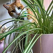 Ron a rejoint le concours — aidez-le/la à gagner de superbes lots ! animal, cat, close_up, curious, domestic, feline, green_leaves, home, houseplant, indoor, leaf, nature, orange_cat, pet, pink_pot, plant, pot, spider_plant, white_cat, window