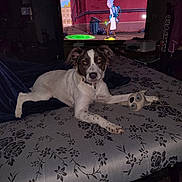 Bluey is registered to the contest to win money with this photo: bed, bedroom, bedspread, brown_and_white, cartoon, collar, dog, floral_pattern, indoors, living_room, long_ears, lying_down, paw, pet, portrait, puppy, relaxed, stuffed_toy, television, toy