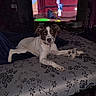 bed, bedroom, bedspread, brown_and_white, cartoon, collar, dog, floral_pattern, indoors, living_room, long_ears, lying_down, paw, pet, portrait, puppy, relaxed, stuffed_toy, television, toy