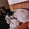 Bluey joined the competition — help win amazing prizes! bed, black_and_white, blanket, brown_dog, cozy, cuddling, cute, dog, dogs, fur, home, indoors, lying_down, pet, portrait, puppy, resting, sleeping, white_dog, wood_paneling