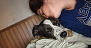 Bluey is registered to the contest to win money with this photo: affection, black_and_white, blanket, blue_shirt, brown_fur, close_up, cozy, cuddling, dog, furniture, indoor, kiss, person, pet, pet_owner, portrait, relaxed, sleepy, snuggling, wood