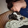 affection, black_and_white, blanket, blue_shirt, brown_fur, close_up, cozy, cuddling, dog, furniture, indoor, kiss, person, pet, pet_owner, portrait, relaxed, sleepy, snuggling, wood