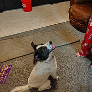 Bluey is registered to the contest to win money with this photo: dog, black_and_white_dog, pet, sitting, indoors, carpet, rug, leather_chair, living_room, child, pajamas, red_cup, floor, home, portrait, looking_up, open_mouth, happy, tail, household