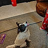 dog, black_and_white_dog, pet, sitting, indoors, carpet, rug, leather_chair, living_room, child, pajamas, red_cup, floor, home, portrait, looking_up, open_mouth, happy, tail, household