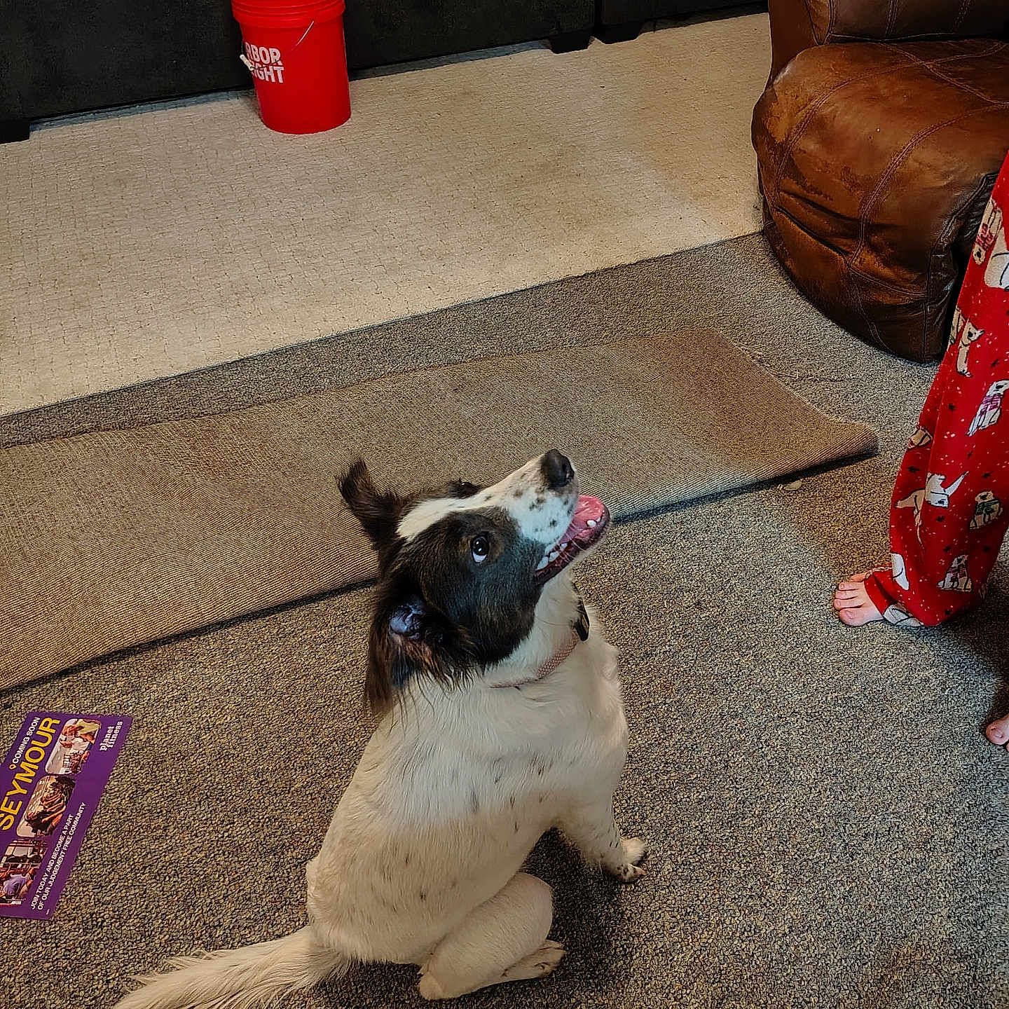Bluey