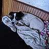 Bluey joined the competition — help win amazing prizes! bed, black_and_white, black_nose, blanket, colorful_blanket, cozy, cute, dog, floppy_ears, home, indoor, lying_down, pet, portrait, puppy, resting, sleeping, spotted_fur, white_fur, wood_paneling
