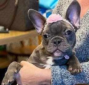 Piper is registered to the contest to win money with this photo: bulldog, canidae, carnivore, comfort, companion_dog, dog, dog_breed, ear, fawn, non_sporting_group, snout, terrestrial_animal, toy_dog, whiskers, working_animal, wrinkle