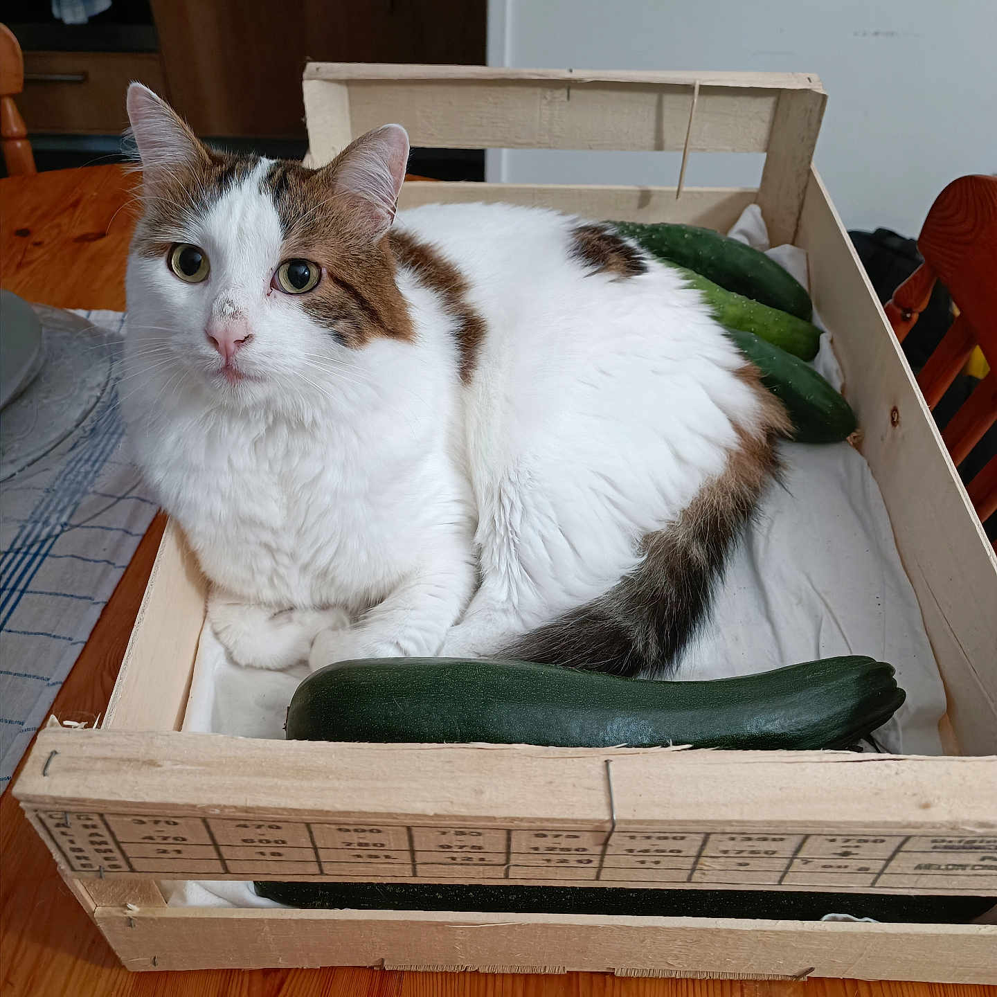Loki a rejoint le concours — aidez-le/la à gagner de superbes lots ! accessories, animal, bag, box, cat, chair, crate, drawer, food, furniture, handbag, hardwood, pet, plant, plywood, produce, squash, vegetable, wood, zucchini