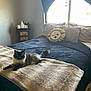 Pretty joined the competition — help win amazing prizes! animal, bed, blanket, cat, comfort, cozy, curtains, decor, fur, furniture, home, indoor, light, pet, pillow, relaxation, resting, room, soft, window