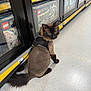 animal, black, brown, cat, curious, display_case, feline, floor, harness, indoor, leash, lego, lion_cut, looking_back, pet, shopping, store, tail, toys, white_floor