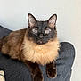 Pretty is registered to the contest to win money with this photo: animal, blue_eyes, cat, close_up, couch, cute, domestic_cat, ears, feline, fluffy, fur, indoor, paws, pet, portrait, relaxed, resting, siamese_cat, sitting, whiskers