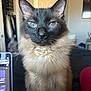 Pretty joined the competition — help win amazing prizes! animal, background, blue_eyes, cat, close_up, cozy, curious, domestic, feline, fluffy_fur, household, indoor, laptop, pet, portrait, room, siamese_cat, sitting, soft_light, technology