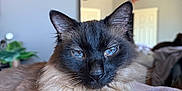 Pretty is registered to the contest to win money with this photo: bedroom, blanket, blue_eyes, cat, ceiling_fan, closeup, cozy, dreamcatcher, ears, face, fur, furry, home, indoor, pet, relaxed, resting, siamese_cat, soft_light, whiskers