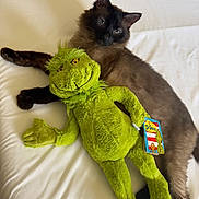 Pretty joined the competition — help win amazing prizes! animal, bed, cat, cozy, cute, feline, fur, grinch, indoor, laying, pet, plush_toy, relaxed, resting, siamese, soft_toy, stuffed_animal, toy_tag, whiskers, white_bedspread