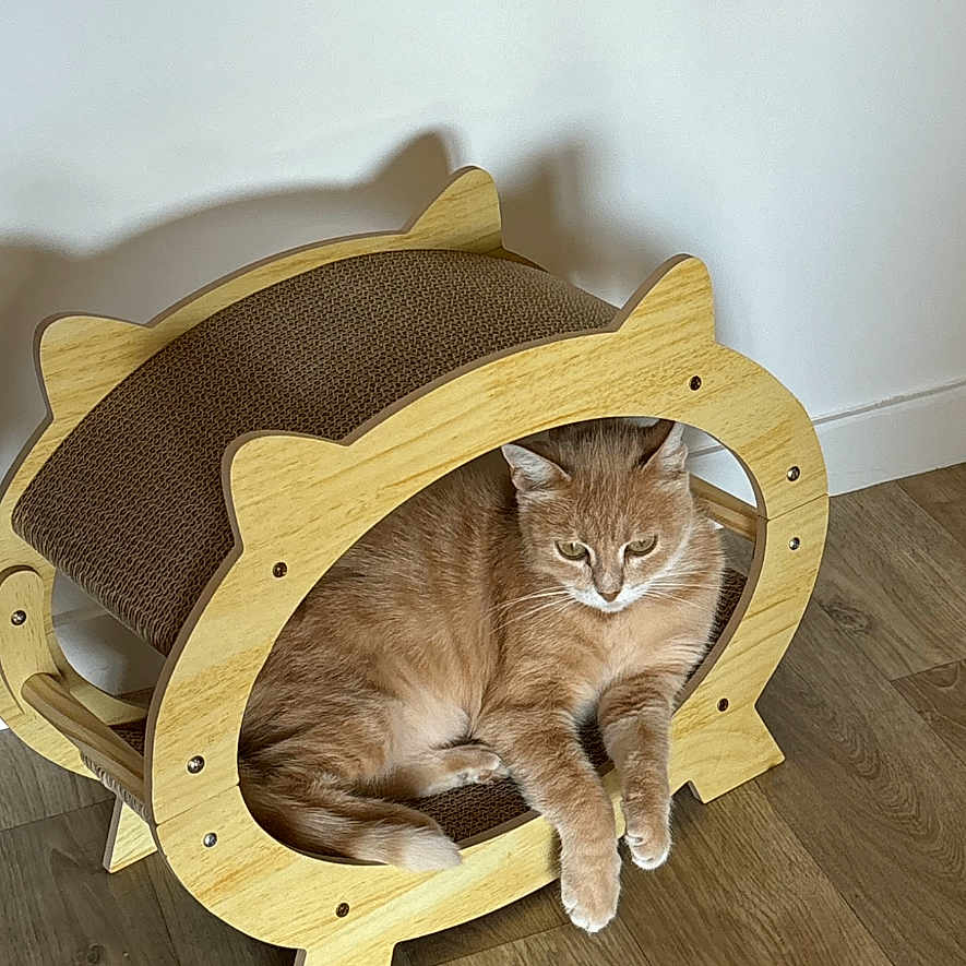 Fanta a rejoint le concours — aidez-le/la à gagner de superbes lots ! abyssinian, animal, basket, bed, canine, cat, couch, cradle, dog, furniture, hardwood, indoors, interiordesign, kitten, manx, person, pet, plywood, sleeping, wood