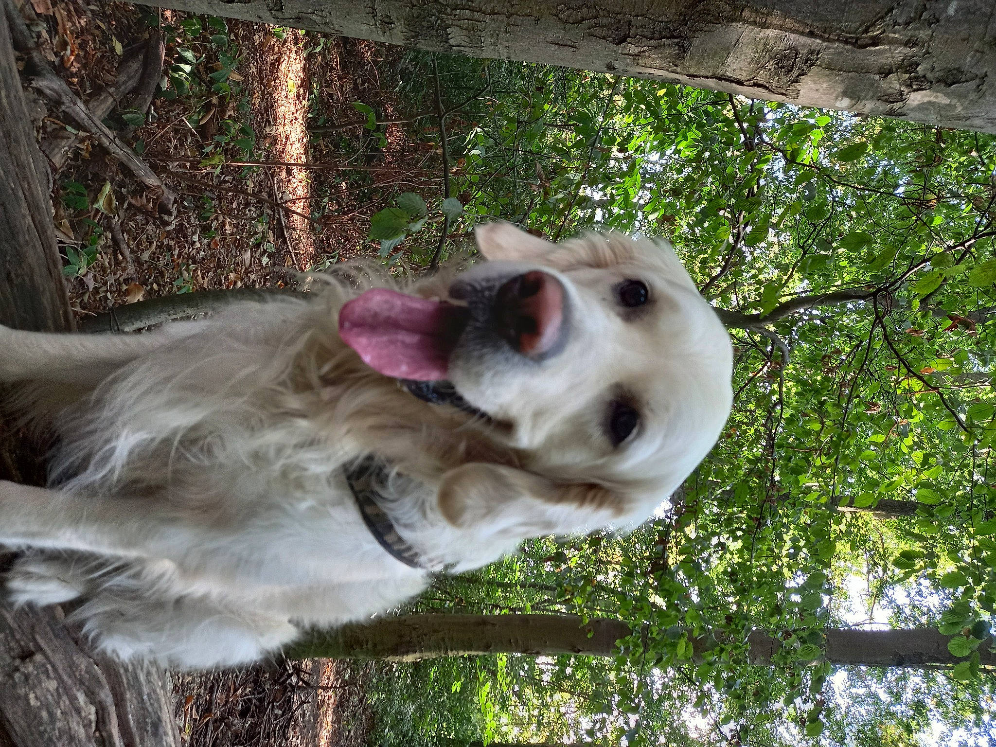 Sunshine participe au concours pour gagner de l'argent avec cette photo : canidae, carnivore, collar, companion_dog, dog, dog_breed, dog_collar, dog_supply, fawn, fur, grass, gun_dog, mammal, pet_supply, plant, snout, sporting_group, tree, whiskers, working_animal