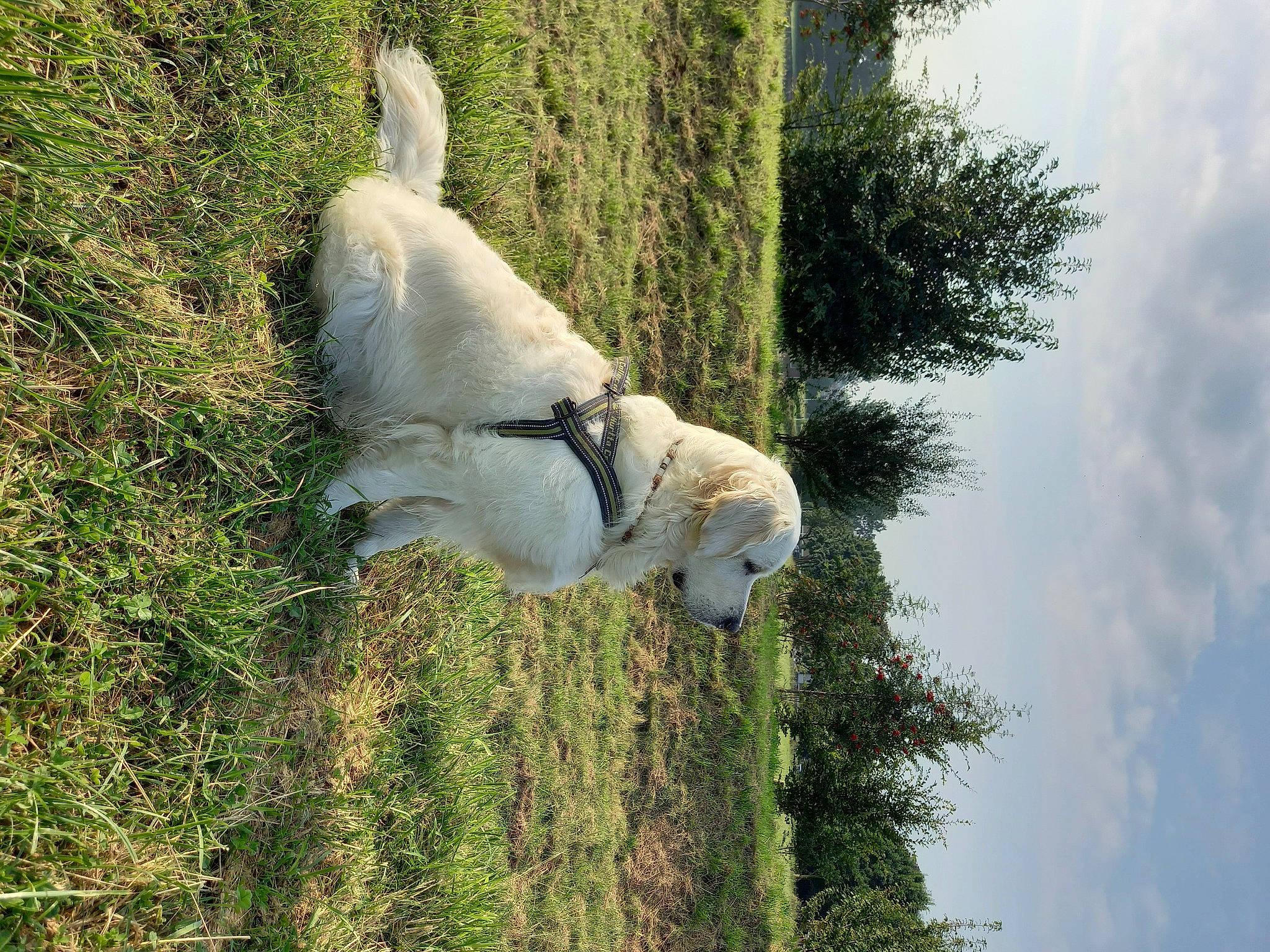 Sunshine a rejoint le concours — aidez-le/la à gagner de superbes lots ! adventure, canidae, carnivore, cloud, collar, companion_dog, dog, dog_breed, fawn, grass, plant, retriever, sky, snout, sporting_group, tail, tree, water, wildlife, working_animal