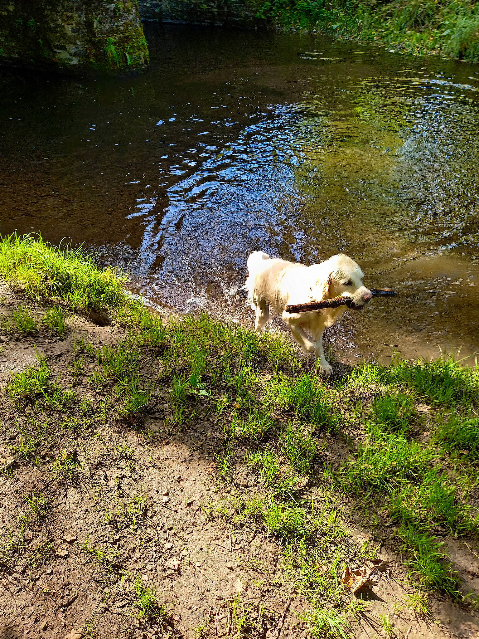 Sunshine participe au concours pour gagner de l'argent avec cette photo : bank, body_of_water, carnivore, companion_dog, dog, dog_breed, fawn, fluvial_landforms_of_streams, grass, lake, natural_landscape, plant, reservoir, sporting_group, tail, vegetation, water, water_resources, watercourse, working_animal