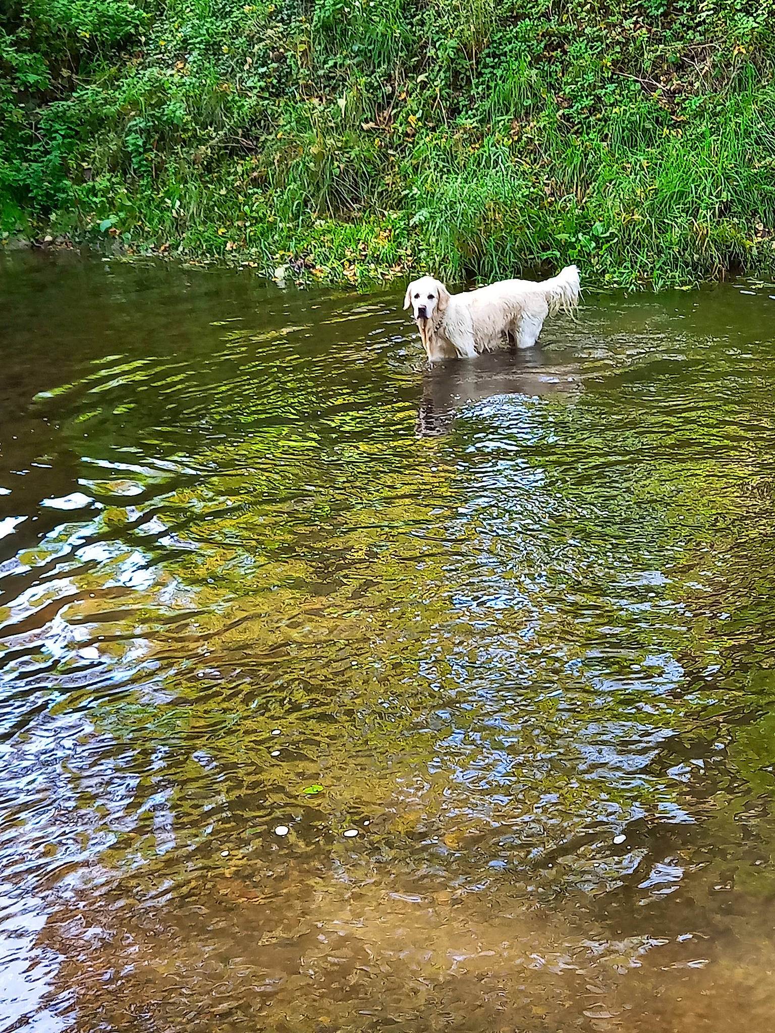 Sunshine a rejoint le concours — aidez-le/la à gagner de superbes lots ! bank, canidae, carnivore, companion_dog, dog, dog_breed, fawn, fluvial_landforms_of_streams, grass, lacustrine_plain, lake, landscape, natural_landscape, plant, reservoir, tree, water, wetland, wildlife, working_animal