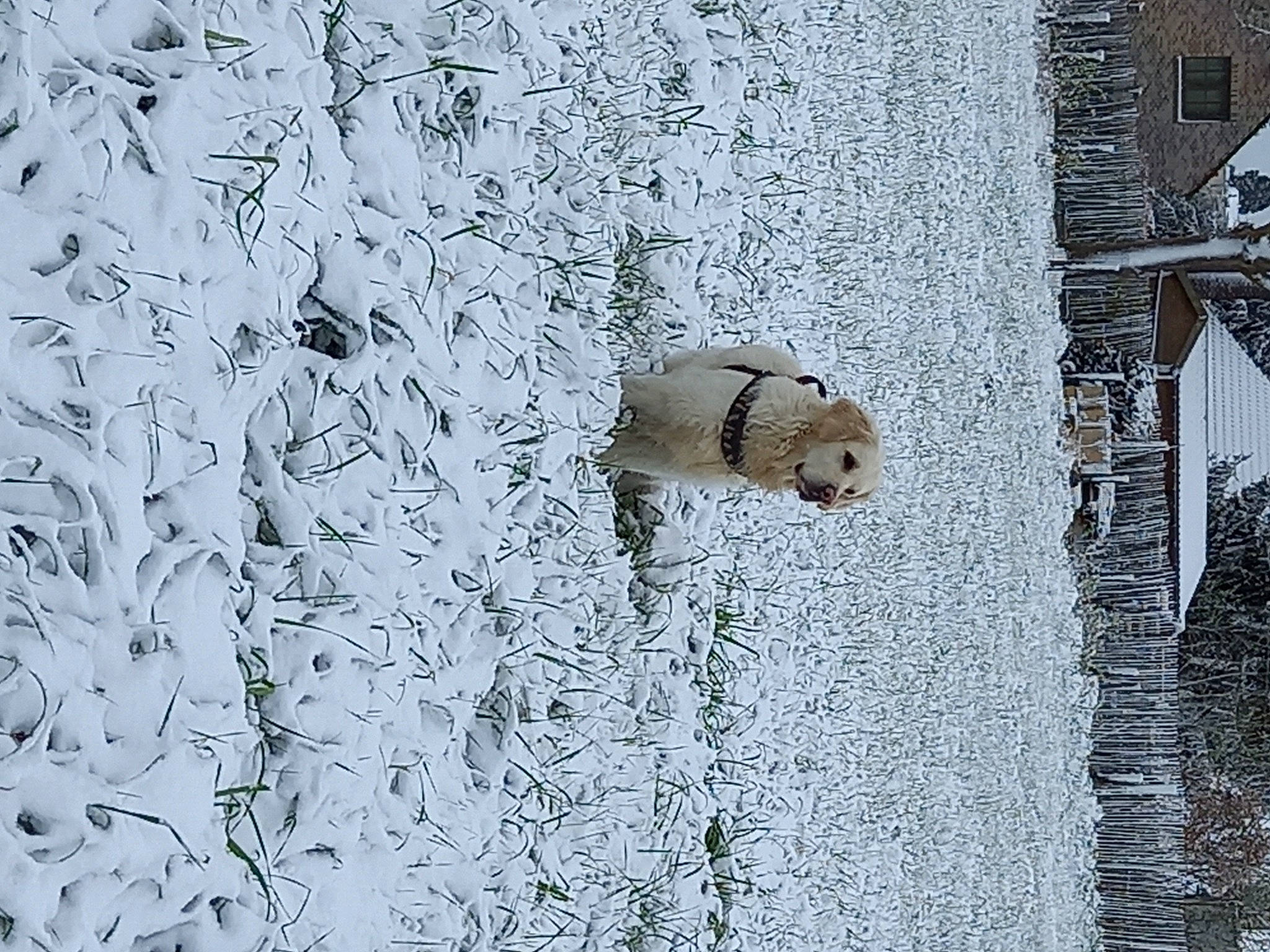 Sunshine participe au concours pour gagner de l'argent avec cette photo : art, building, door, facade, freezing, frost, grey, house, mammal, plant, snout, snow, tree, trunk, twig, vertebrate, water, window, winter, wood