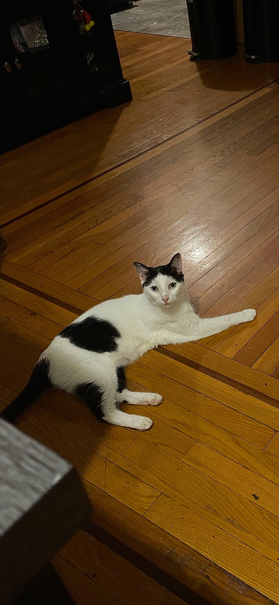 Beauty is registered to the contest to win money with this photo: carnivore, cat, comfort, domestic_short_haired_cat, felidae, floor, flooring, fur, hardwood, laminate_flooring, leg, paw, plywood, small_to_medium_sized_cats, snout, tail, whiskers, wood, wood_flooring, wood_stain