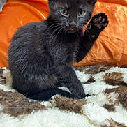 'Salem is registered to the contest to win money with this photo: animal, black_kitten, brown_and_white, cat, cozy, curious, cute, domestic_cat, feline, fluffy_blanket, fur, home, indoor, orange_pillow, paw, pet, raised_paw, sitting, whiskers, young_cat