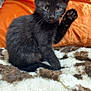 animal, black_kitten, brown_and_white, cat, cozy, curious, cute, domestic_cat, feline, fluffy_blanket, fur, home, indoor, orange_pillow, paw, pet, raised_paw, sitting, whiskers, young_cat