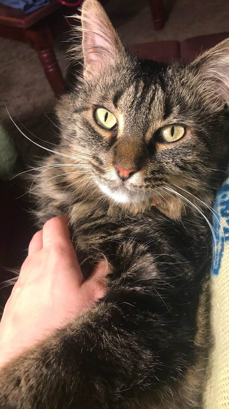 Kush is registered to the contest to win money with this photo: carnivore, cat, claw, domestic_short_haired_cat, felidae, fur, gesture, paw, photo_caption, small_to_medium_sized_cats, snout, terrestrial_animal, whiskers