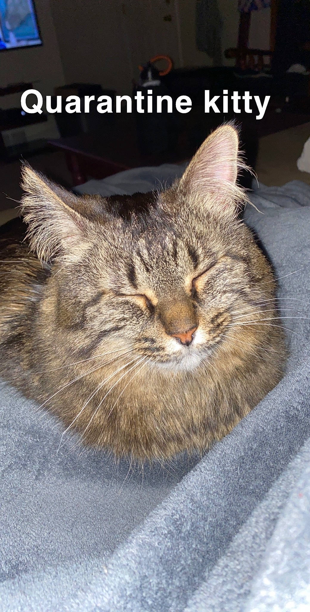 Kush joined the competition — help win amazing prizes! carnivore, cat, domestic_short_haired_cat, fang, felidae, fur, grass, paw, photo_caption, small_to_medium_sized_cats, snout, terrestrial_animal, whiskers, wildlife