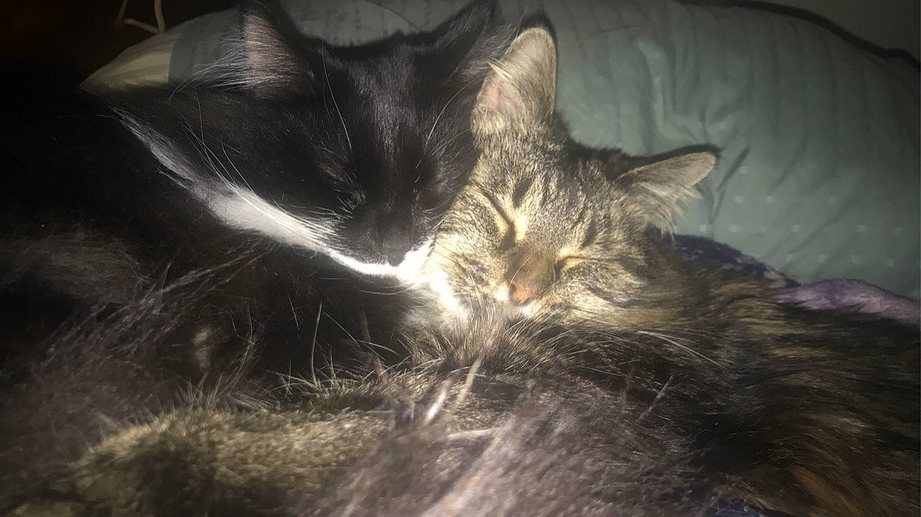 Kush is registered to the contest to win money with this photo: carnivore, cat, comfort, darkness, domestic_short_haired_cat, felidae, fur, grey, monochrome, monochrome_photography, night, paw, sky, sleep, small_to_medium_sized_cats, snout, whiskers