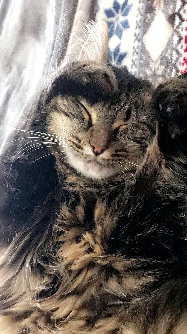 Kush is registered to the contest to win money with this photo: carnivore, cat, claw, domestic_short_haired_cat, felidae, fur, grass, grey, norwegian_forest_cat, paw, plant, small_to_medium_sized_cats, snout, tail, terrestrial_animal, tree, whiskers, wildlife, window, wood