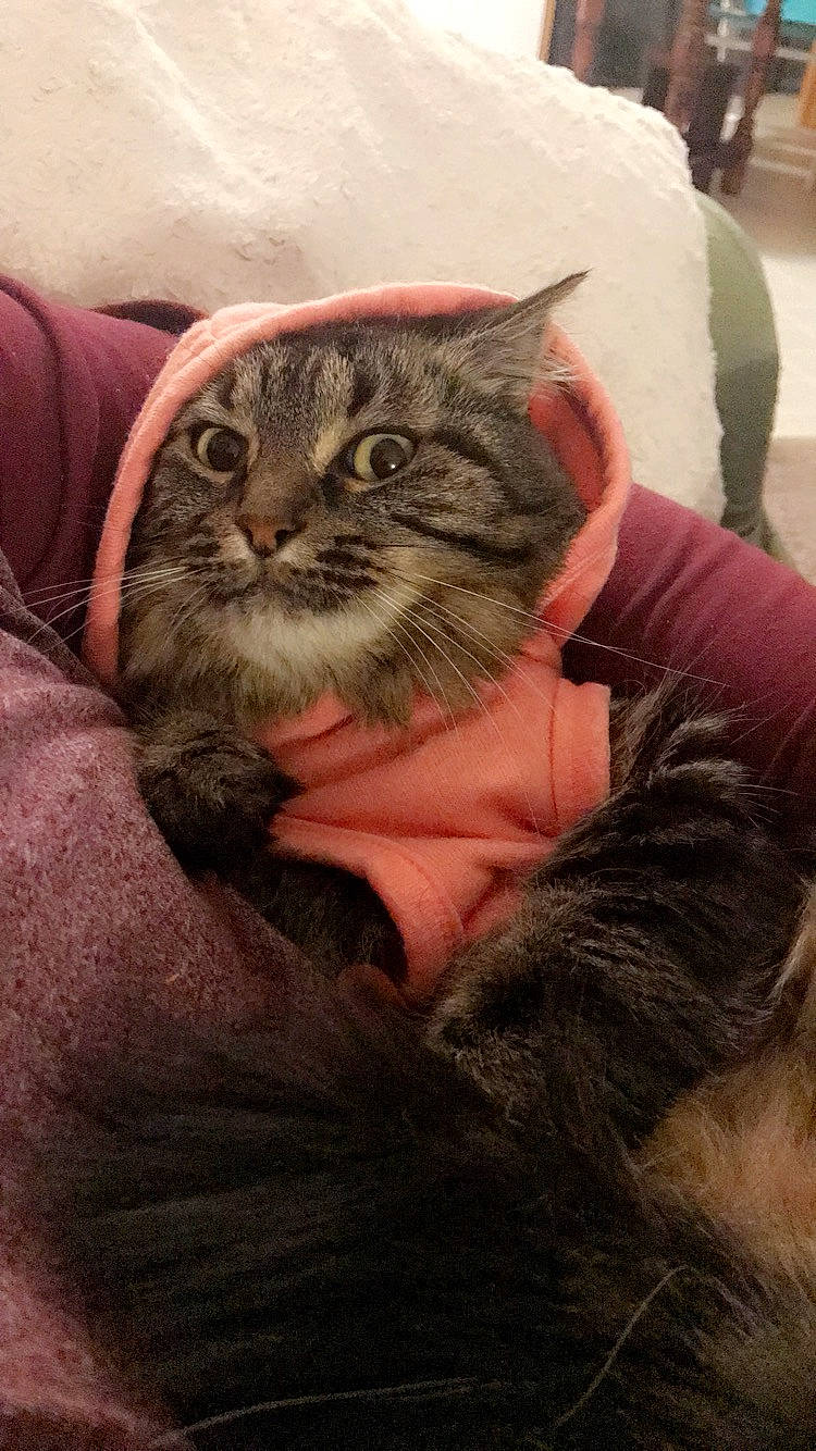 Kush is registered to the contest to win money with this photo: carnivore, cat, claw, comfort, domestic_short_haired_cat, felidae, finger, fur, gesture, nail, paw, plant, small_to_medium_sized_cats, snout, terrestrial_animal, tire, tree, wheel, whiskers