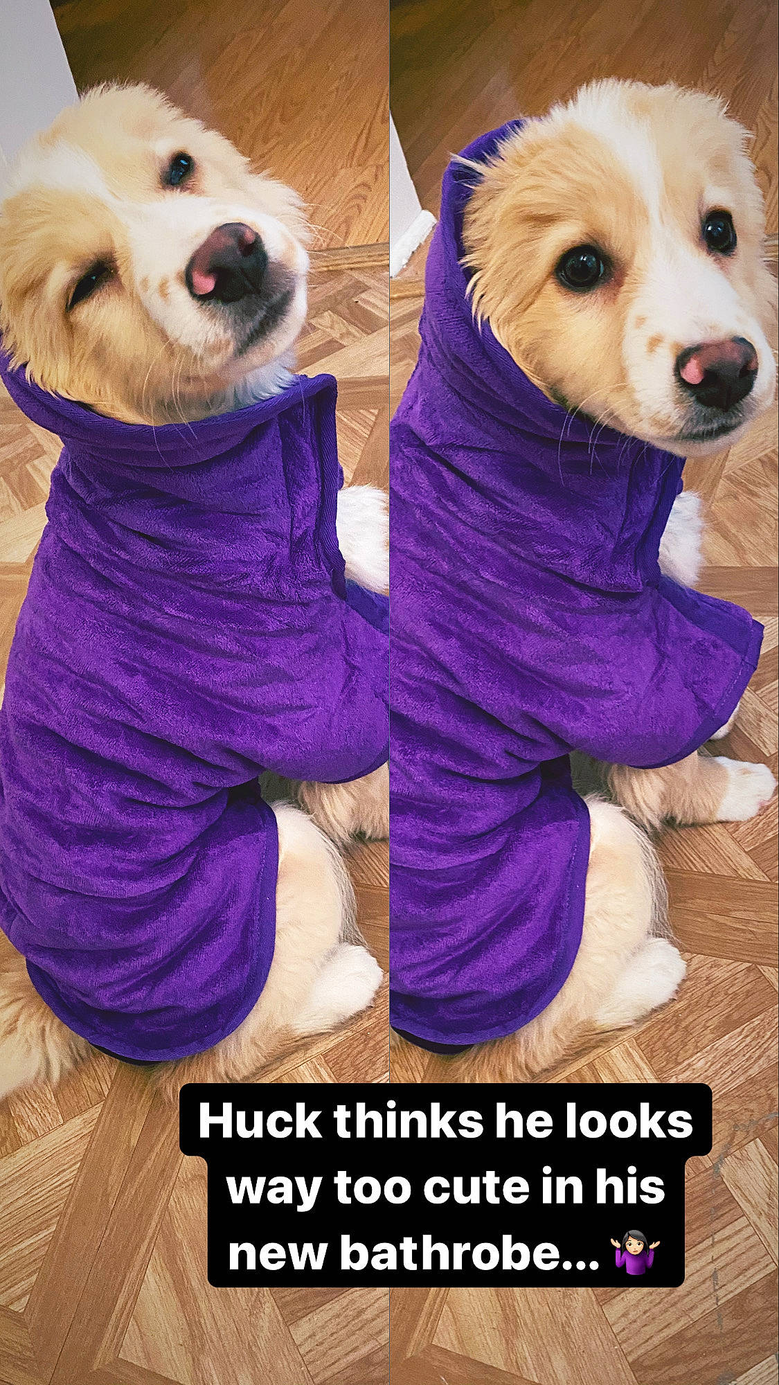 Huckleberry joined the competition — help win amazing prizes! carnivore, companion_dog, dog, dog_breed, dog_clothes, dog_supply, fawn, font, fur, happy, magenta, outerwear, pink, purple, selfie, snout, stuffed_toy, toy_dog, violet, working_animal