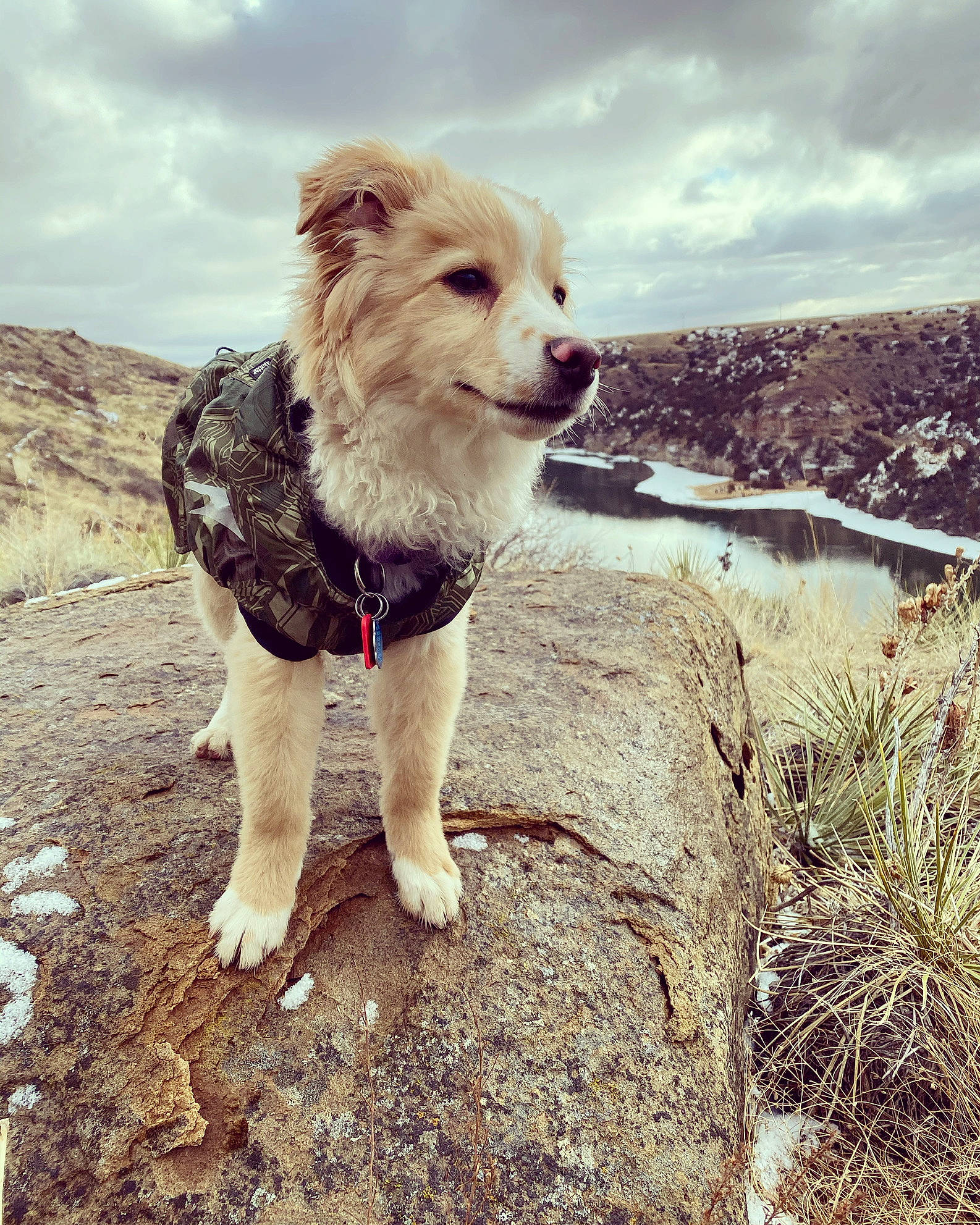 Huckleberry is registered to the contest to win money with this photo: carnivore, cloud, companion_dog, dog, dog_breed, fawn, grass, happy, landscape, leash, meteorological_phenomenon, ocean, plant, sky, snout, soil, sporting_group, toy_dog, water, working_dog