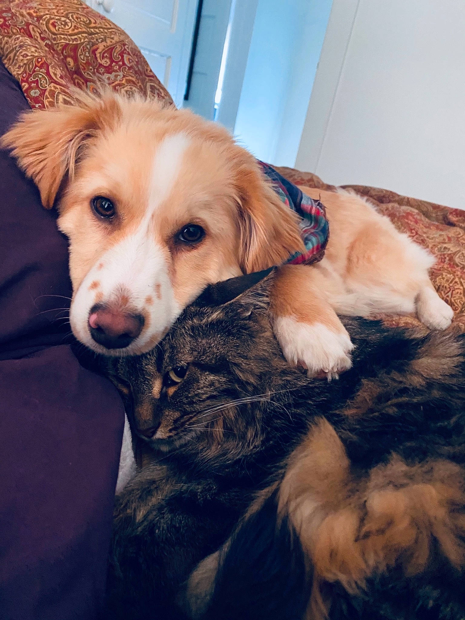 Huckleberry is registered to the contest to win money with this photo: ball, carnivore, chair, companion_dog, dog, dog_breed, ear, fawn, flooring, fur, paw, puppy_love, retriever, selfie, sitting, snout, sporting_group, tail, whiskers, working_animal