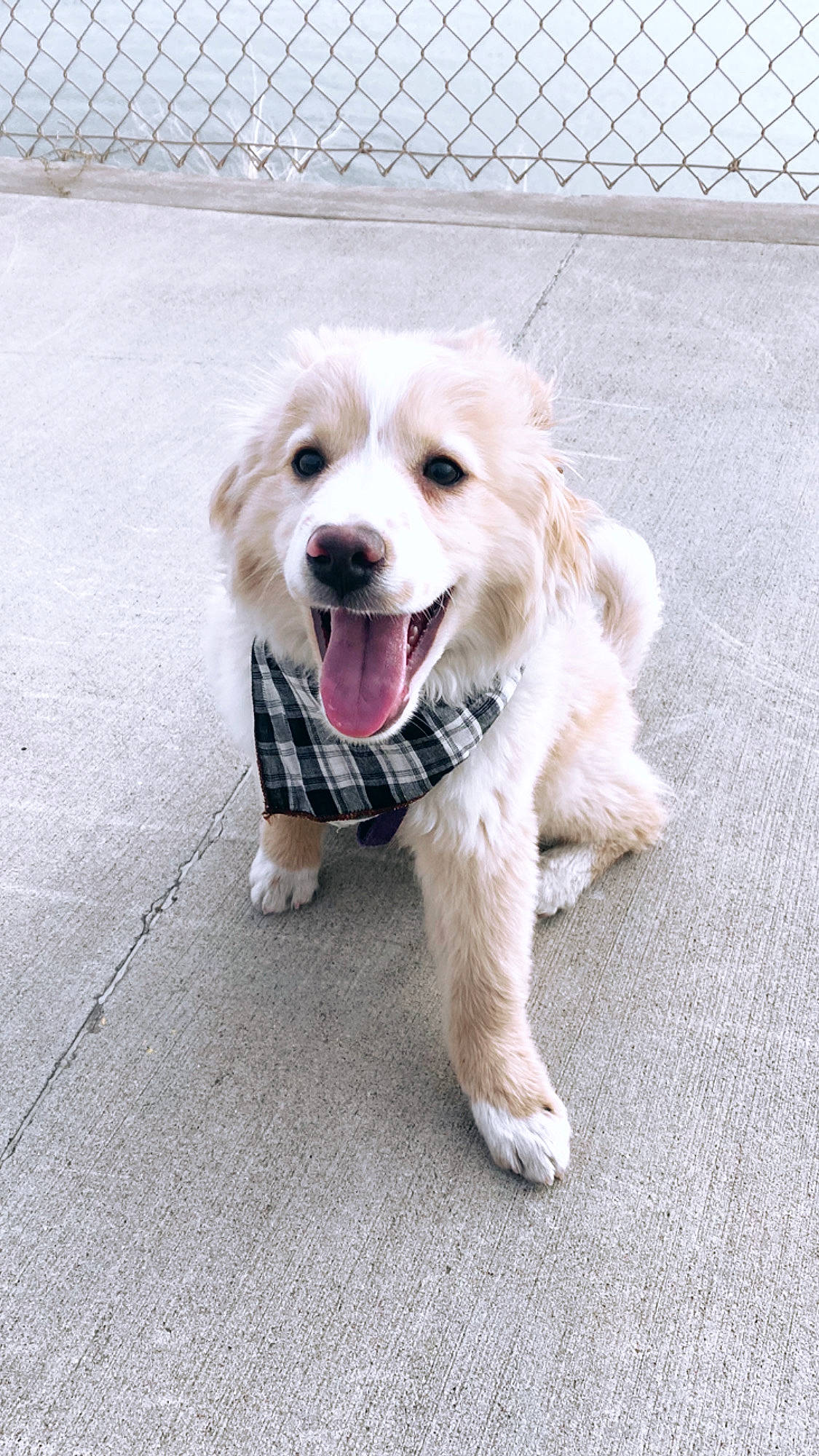 Huckleberry joined the competition — help win amazing prizes! asphalt, canidae, carnivore, collar, companion_dog, dog, dog_breed, dog_supply, flooring, fur, leash, mesh, paw, pet_supply, road_surface, sidewalk, snout, sporting_group, whiskers, working_dog