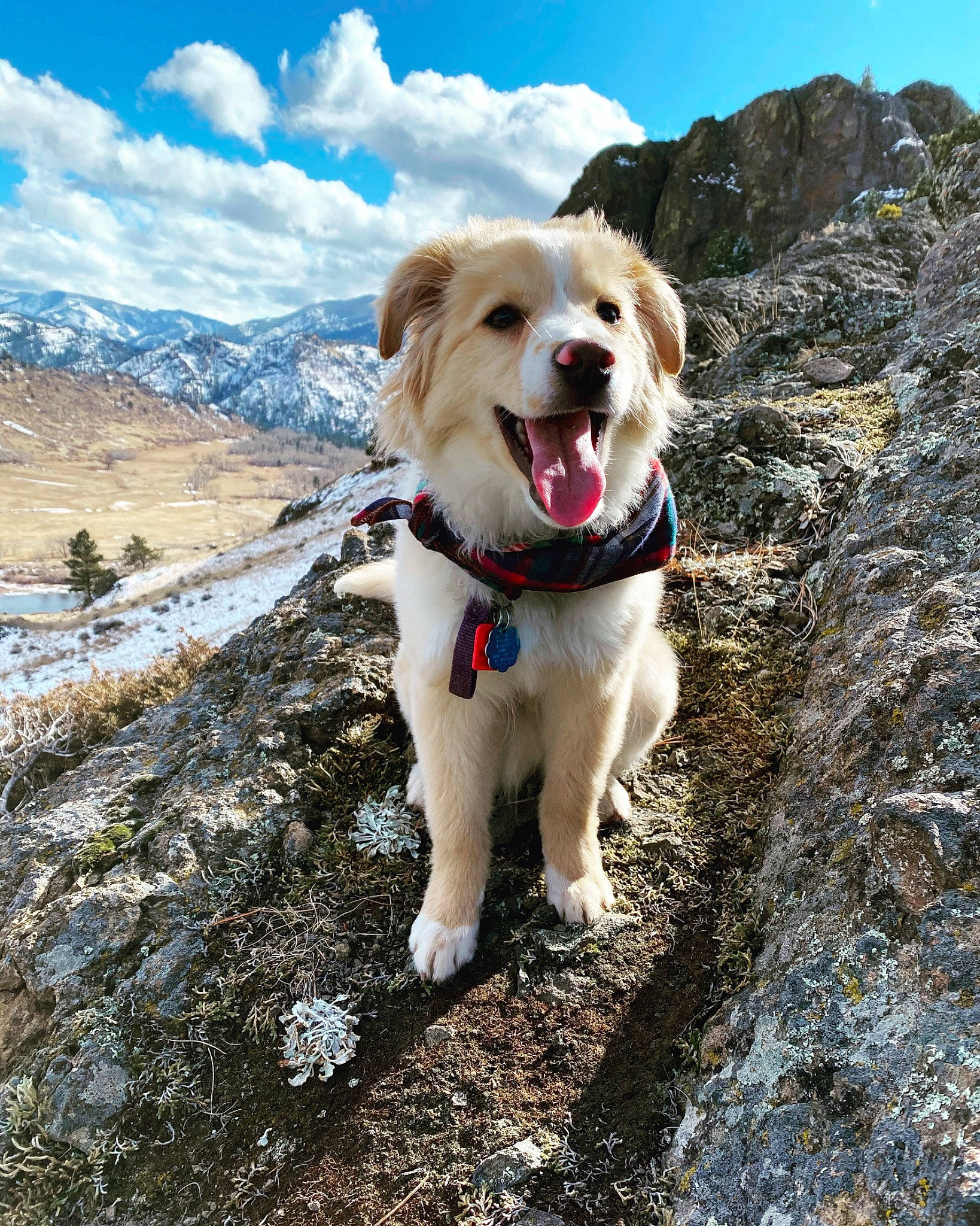 Huckleberry is registered to the contest to win money with this photo: canidae, carnivore, cloud, collar, companion_dog, dog, dog_breed, dog_collar, dog_supply, fawn, leash, mountain, mountainous_landforms, plant, recreation, retriever, sky, snout, sporting_group, walking