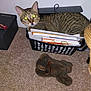 Leo joined the competition — help win amazing prizes! cat, tabby_cat, basket, papers, carpet, teddy_bear, indoor, furniture, flash, curious, pet, animal, container, document, wall, floor, toy, closeup, sitting, looking