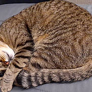 Leo joined the competition — help win amazing prizes! cat, tabby, sleeping, curled_up, pet, feline, striped, animal, resting, cozy, cute, whiskers, tail, paw, indoor, gray_background, fur, relaxed, domestic_cat, napping