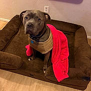 Snoop joined the competition — help win amazing prizes! dog, pitbull, pet_bed, pink_blanket, indoor, hardwood_floor, wall_outlet, collar, dog_tag, gray_coat, sitting, looking_at_camera, paws, cozy, home_interior, furniture, portrait, towel, brown_bed, short_hair
