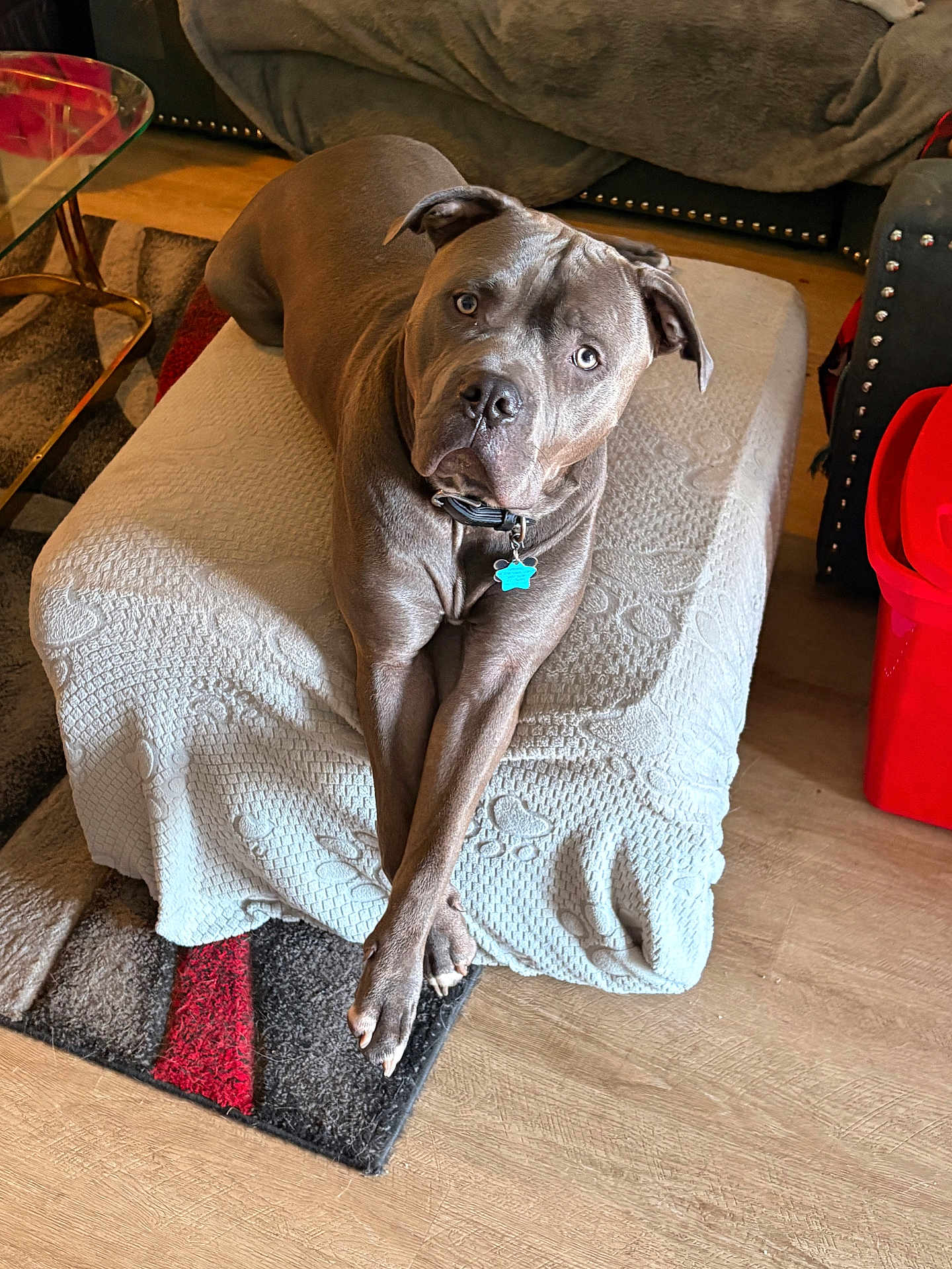 Snoop joined the competition — help win amazing prizes! dog, pet, brown_dog, indoor, living_room, ottoman, blanket, collar, id_tag, paws, eyes, face, nose, rug, wood_floor, furniture, relaxed, portrait, stretched_legs, cute