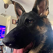 Kingsley joined the competition — help win amazing prizes! dog, german_shepherd, tongue_out, indoor, pet, animal, ears, close_up, fur, canine, living_room, ceiling_fan, television, glass_table, collar, brown_eyes, happy, domestic_animal, household, portrait