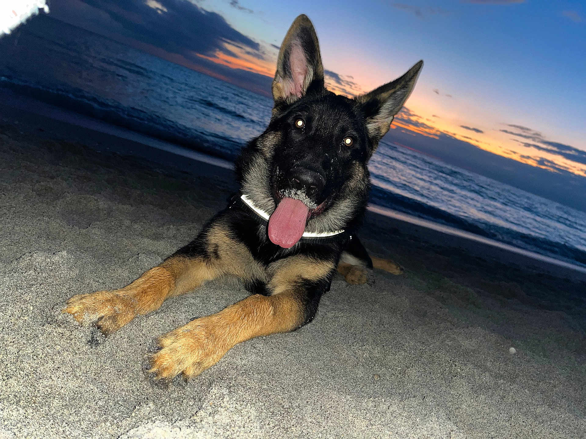 Kingsley is registered to the contest to win money with this photo: dog, german_shepherd, beach, sand, tongue_out, sunset, ocean, water, sky, clouds, animal, pet, outdoor, nature, playful, canine, sunset_sky, twilight, happy, collar